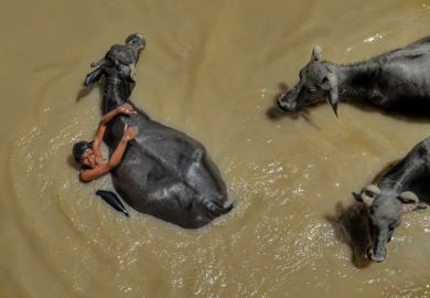 Shepherd with buffalo Shepherd with buffalo