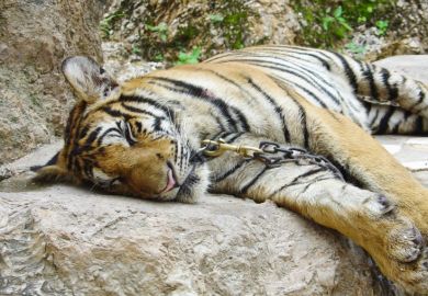 Chained tiger
