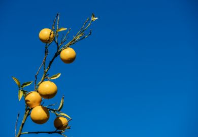 Orange branch Orange branch