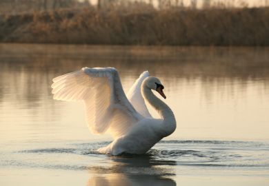 Spreading wings Spreading wings