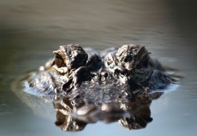 An alligator peers out of the water