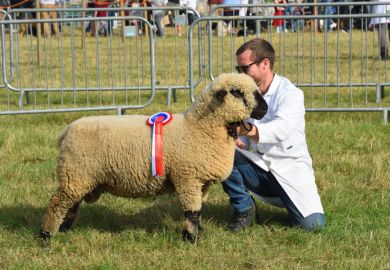 Great Gransden, Cambridgeshire, England - September 30, 2023: Prize winning Sheep with handler