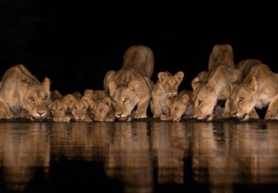 Lions drink from a water hole