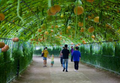 alking Through a Wire Tunnel Adorned with Hanging Pumpkins and Gourds