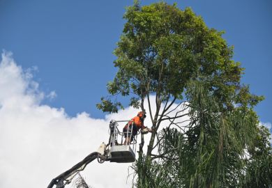 Arborists cutting branch of a tree with chainsaw using truck-mounted lift