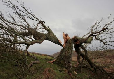 Tree split in two by storm damage, Isle of Bute, Scotland