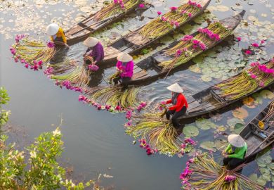 Women picking out water lilies in Vietnam's Moc Hoa district