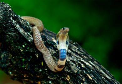 Baby cobra Baby cobra