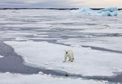 Polar bear