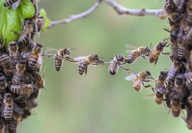Bees form a bridge between two separate groups Bees form a bridge between two separate groups