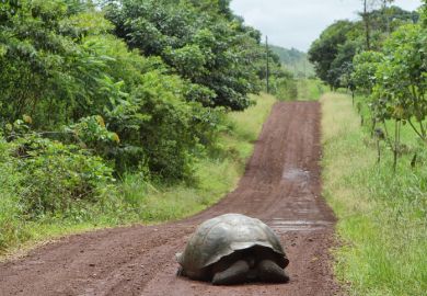 slow, tortoise, 