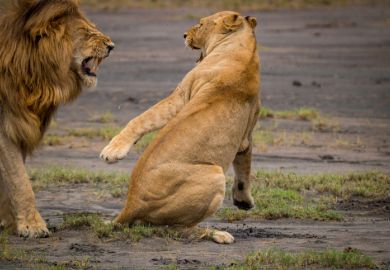 lion, lions, fighting