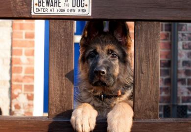 watchdog