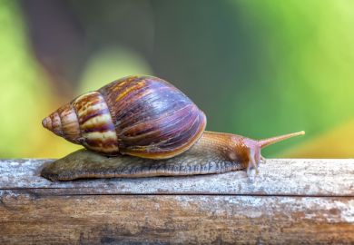 snail, slow