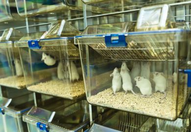 Experimental laboratory mice Experimental laboratory mice