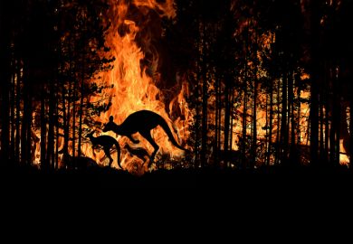 bushfire wildfire fire crisis disaster kangaroo