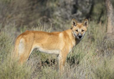 dingo wildlife Australia bush native animal