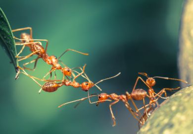 Ants working together to make a bridge Ants working together to make a bridge