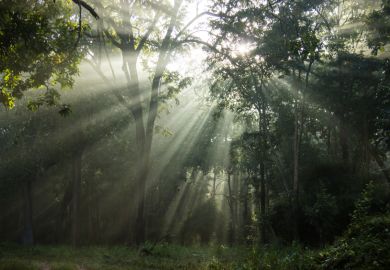 Sunlight in forest