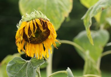 A withered sunflower