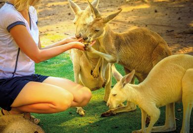kangaroos feeding