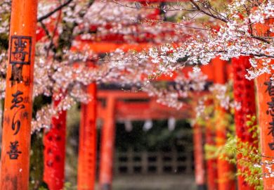 kyoto japan shrine gates and cherry blossom