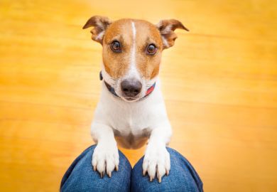 A dog begging on someone's lap A dog begging on someone's lap