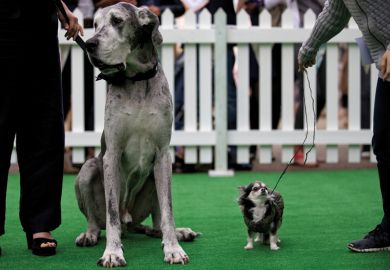 Large and small dogs on display, Dog Day, Chelsea Harbour Design Centre, London