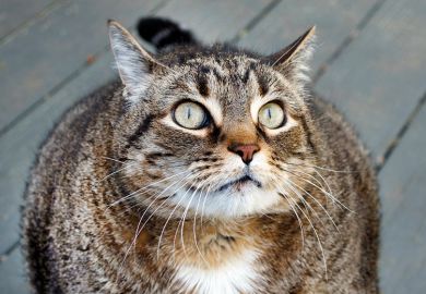 Fat cat looking angry Fat cat looking angry