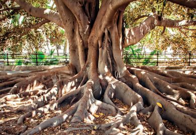 Large ficus tree with exposed roots