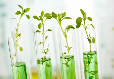 plants experiment plants experiment