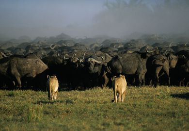 Lion stalking buffalo in Botswana. To illustrate how the recent skills White Paper could mean breaking up the current university system, and possibly remove some universities from doing research.