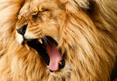 Roaring lion