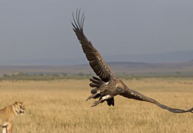 A lion roars at a vulture, symbolising cybersecurity