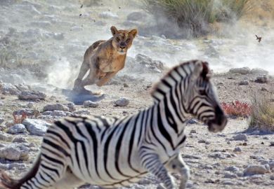 Lion chasing zebra