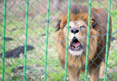 Lion in zoo