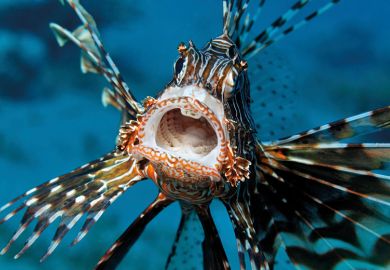 Lionfish