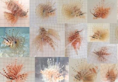 lionfish alleged research fraud JCU Lonnstedt