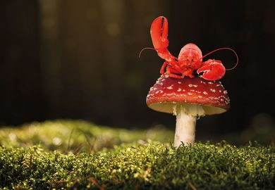lobster mushroom lobster mushroom