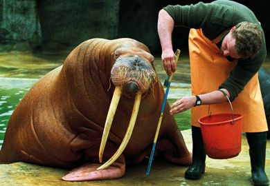 Man measuring walrus Man measuring walrus