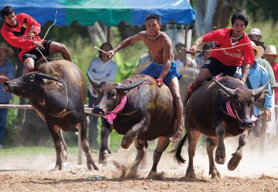 Men racing buffalo in Thailand