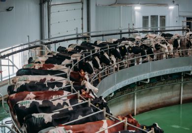 Milking cows by automatic industrial milking rotary system in modern diary farm