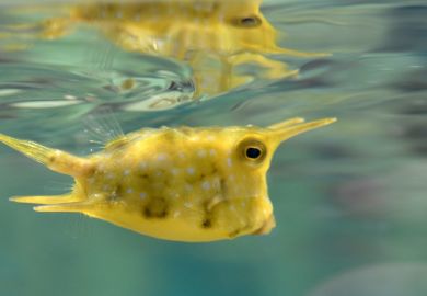 Mirror image of fish