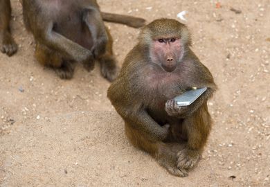 monkey holding phone monkey holding phone