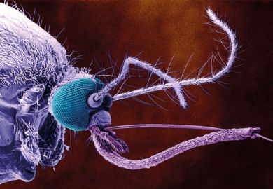 Mosquito under microscope Mosquito under microscope