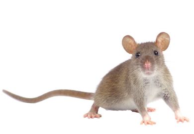 mouse mouse