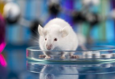 mouse in petri dish mouse in petri dish