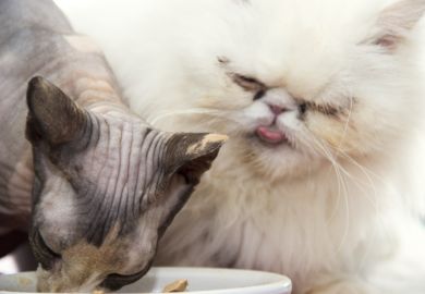 Not fair, Persian cat sticking out its tongue