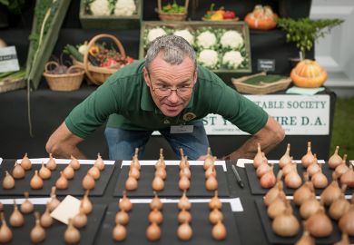 Shallots are judged during the Harrogate Autumn flower show at Newby Hall and Gardens, 2025. To illustrate that the UK’s market for students needs careful curation. Shallots are judged during the Harrogate Autumn flower show at Newby Hall and Gardens, 2025. To illustrate that the UK’s market for students needs careful curation.