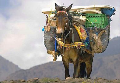 An overloaded mule, illustrating the pressure on research support workers
